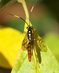 Cratichneumon w-album