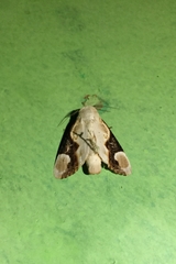 Formofentonia orbifer