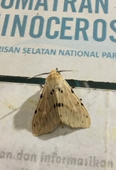 Spilarctia punctata