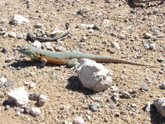 Liolaemus nigromaculatus