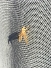 Lophocampa annulosa