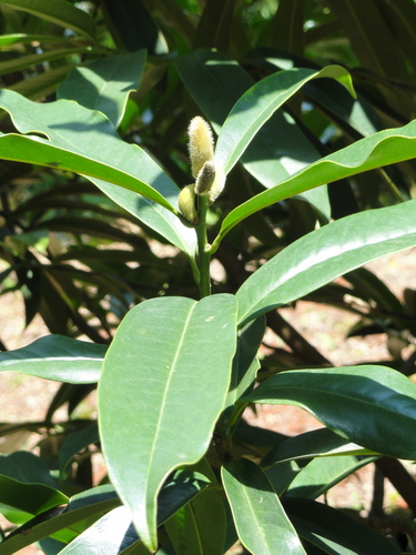Prosperous Music Smiling Tree (Magnolia chapensis)