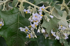 Solanum paniculatum