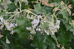 Solanum paniculatum