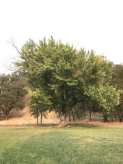 Acer saccharinum