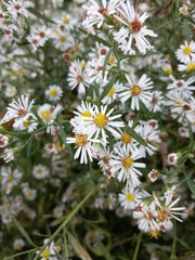 Symphyotrichum lanceolatum