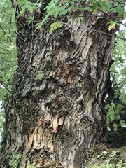 Acer saccharinum