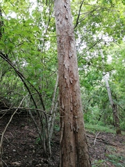 Pterocarpus acapulcensis