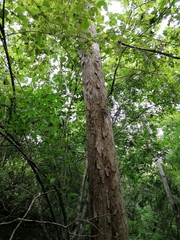 Pterocarpus acapulcensis