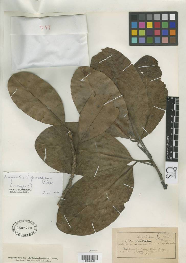 Miên Mộc (Magnolia duperreana)