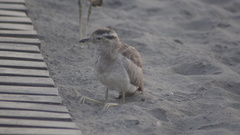 Burhinus superciliaris