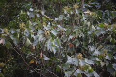 Oreopanax sanderianus