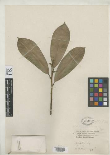 Yellow Lily-tree (Magnolia ernestii)