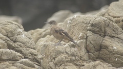 Cinclodes taczanowskii