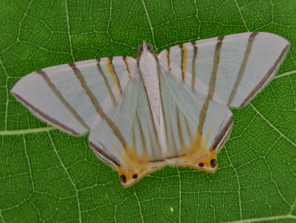 Phrygionis naevia