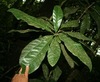 Magnolia gloriensis - Photo (c) Daniel H. Janzen. Guanacaste Dry Forest Conservation Fund., some rights reserved (CC BY-NC-SA)