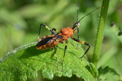 Pyrrhosphodrus caatingensis