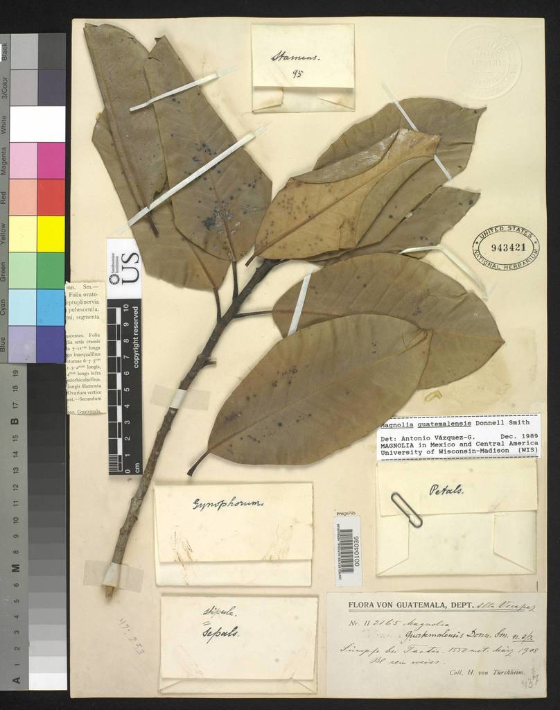 Magnolia guatemalensis
