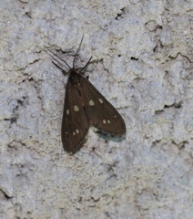 Dysauxes punctata