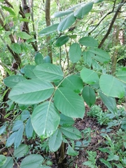 Millettieae