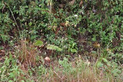 Phaulopsis imbricata