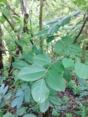 Millettieae