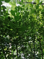 Millettieae