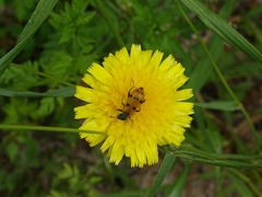 Trichodes octopunctatus