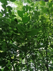 Millettieae