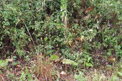 Phaulopsis imbricata