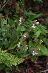 Phaulopsis imbricata