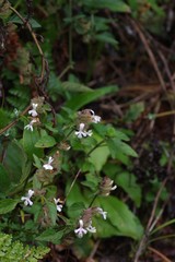 Phaulopsis imbricata