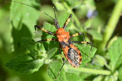 Pyrrhosphodrus caatingensis