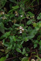 Phaulopsis imbricata