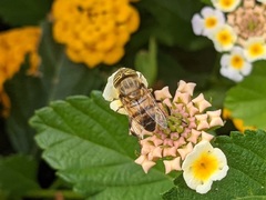 Eristalinus taeniops