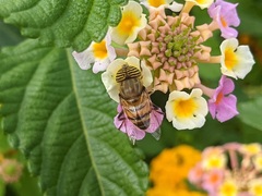 Eristalinus taeniops