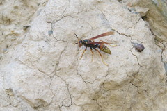 Polistes buyssoni