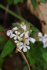 Phaulopsis imbricata