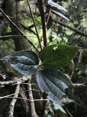 Clematis