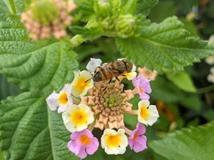 Eristalinus taeniops
