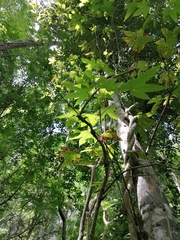 Gyrocarpus jatrophifolius