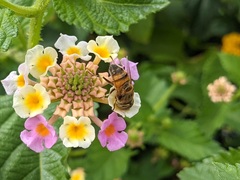 Eristalinus taeniops
