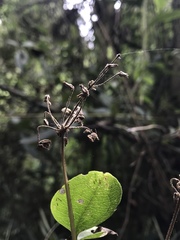 Clematis