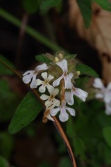 Phaulopsis imbricata