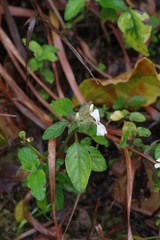 Phaulopsis imbricata