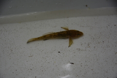 Cottus gobio