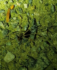 Bidentolophus bidens