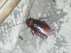 Periplaneta brunnea
