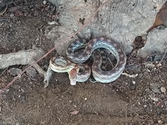 Pituophis vertebralis