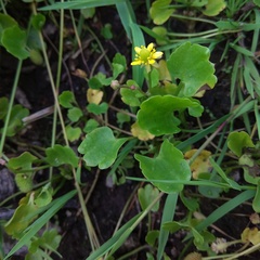 Halerpestes sarmentosa